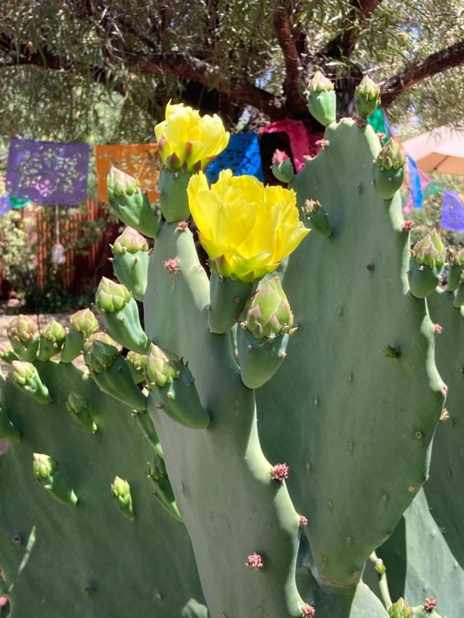 Casa Azul - Cute Centrally Located Adobe With Large Fenced Outdoor Living For Pets And Adults, Non-Smoking Tucson Eksteriør billede